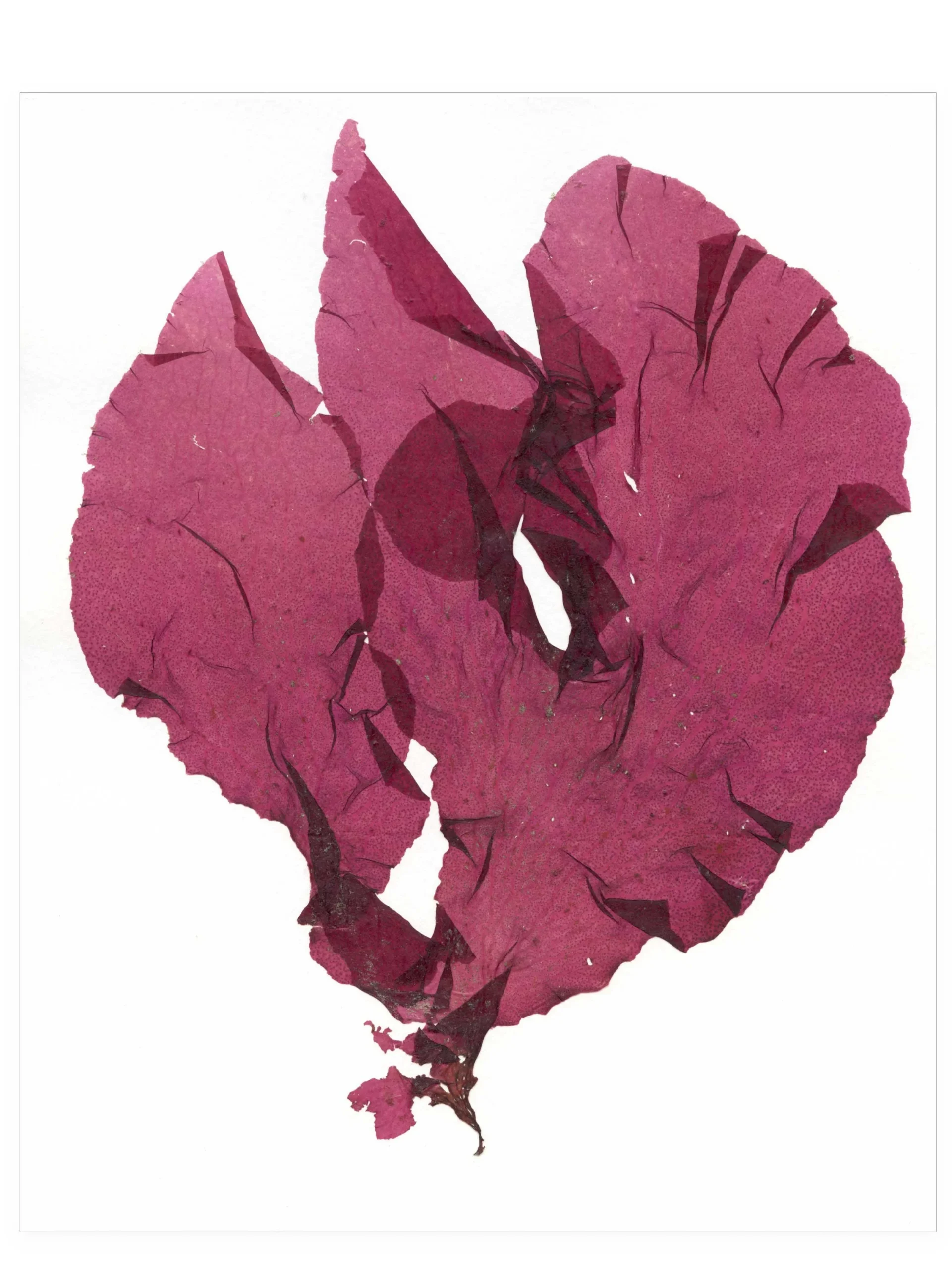 Surf Bloom—Seaweed Art by Dana Mulder