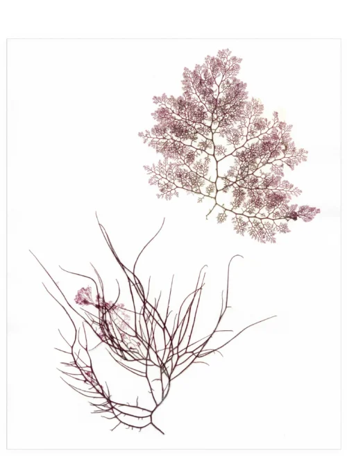Two of a Feather, 8×10—Seaweed Art by Dana Mulder