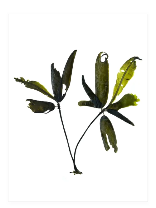 Unfastened in Cold Pacific Waters, 11×14—Seaweed Art by Dana Mulder