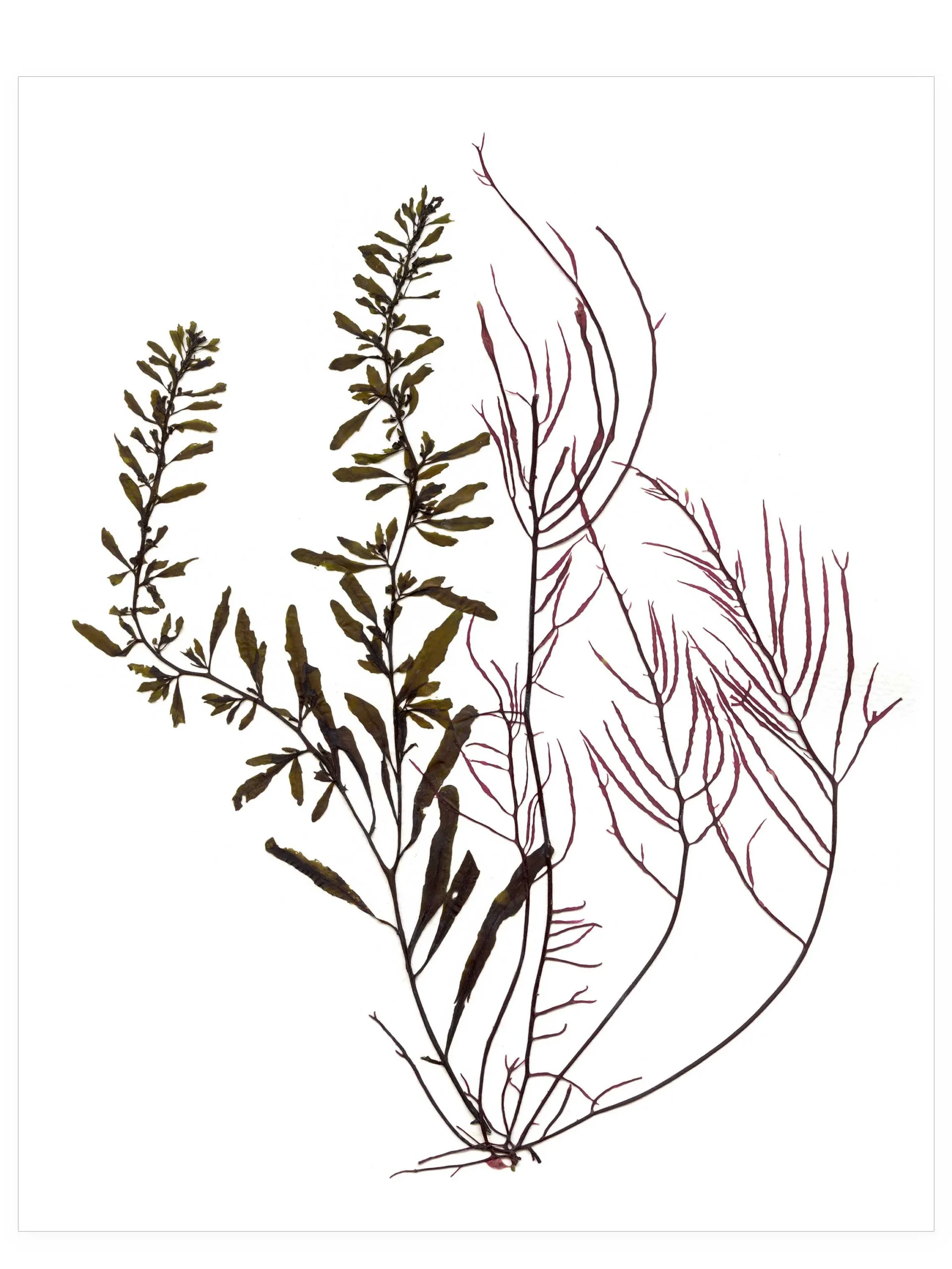 Whispers in the Weeds, 8×10—Seaweed Art by Dana Mulder